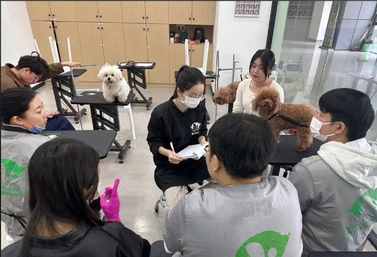 乌鲁木齐市宠物美容师宠物美容培训学校 - 推荐